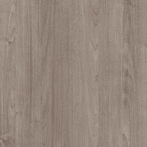 GREY ACACİA